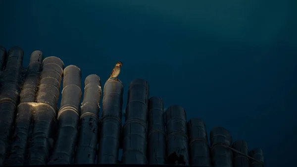 马耳他的鸟儿坐在屋顶上 — 图库照片