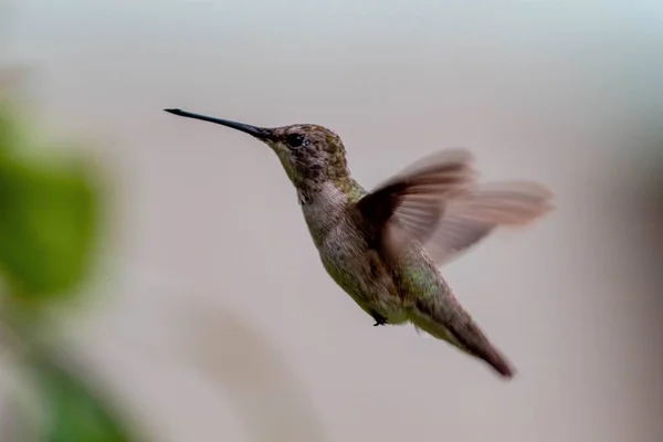 떨어진 배경에서 날개를 부리를 벌새의 매크로 — 스톡 사진