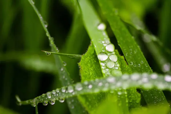 緑の草の刃に雨滴のマクロショット — ストック写真