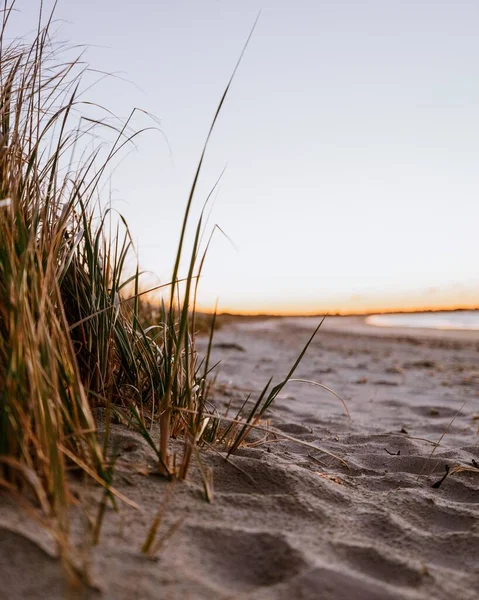 日出时从沙滩上的沙地上长出的草的一个垂直的特写 — 图库照片
