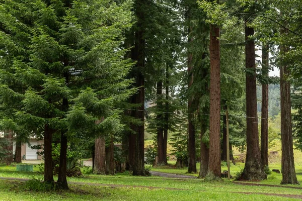 Les Arbres Verts Luxuriants Dans Redwood National State Park Californie — Photo