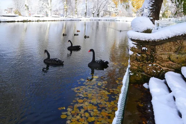 Группа Красивых Черных Лебедей Плавает Водном Пруду Местном Парке Снежный — стоковое фото
