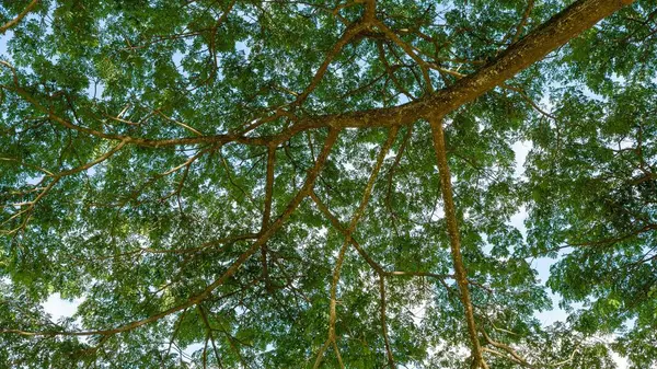 나무의 가지와 하늘을 올려다 — 스톡 사진