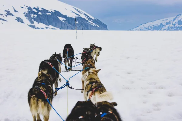 Μια Ομάδα Σιβηρίας Husky Έλκηθρο Σκυλιά Στο Δρόμο Στο Τζούνο — Φωτογραφία Αρχείου