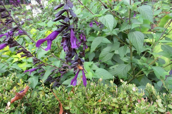 Eine Nahaufnahme Zeigt Waldweisen Salvia Nemorosa Garten — Stockfoto