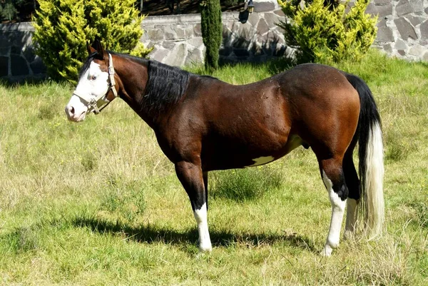Hermoso Hijo Gunner Horse —  Fotos de Stock