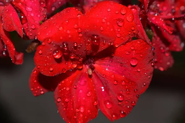 Czerwony Kwiat Pelargonii Czarnym Tle Kroplami Wody Kwiat — Zdjęcie stockowe