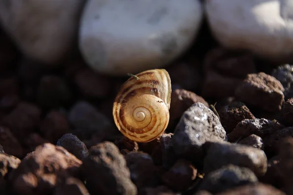 在模糊的背景上 一个被岩石环绕的小蜗牛壳的特写镜头 — 图库照片