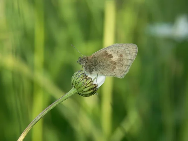 Eine Nahaufnahme Eines Wunderschönen Kleinen Schmetterlings Der Auf Einer Weißen — Stockfoto