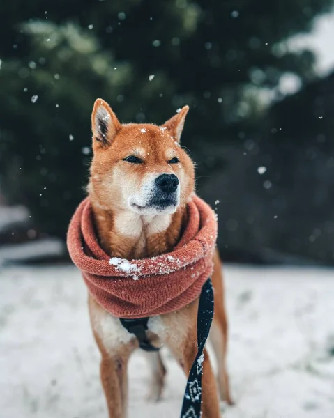 눈내리는 겨울날 공원에서 스카프를 두르고 귀여운 갈색의 — 스톡 사진
