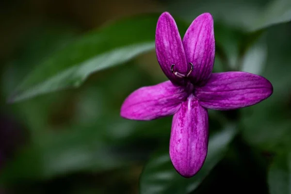 Close Pseuderanthemum Uma Flor Roxa Fundo Verde Embaçado — Fotografia de Stock