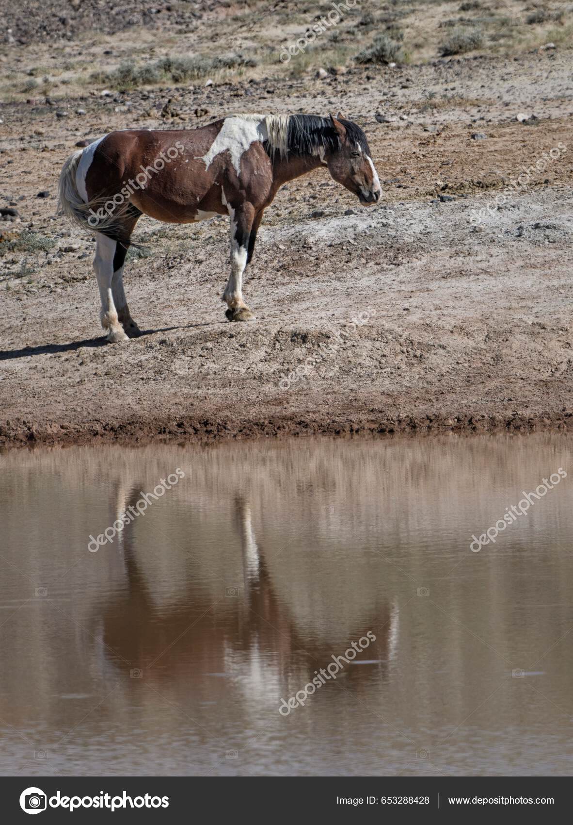 Cavalo-marinho Fofo Desenho Animado Ilustração do Vetor - Ilustração de  mascote, projeto: 61377452, image size:1182x1700