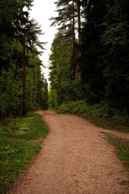 Yoğun ağaçlarla çevrili bir orman yolu.