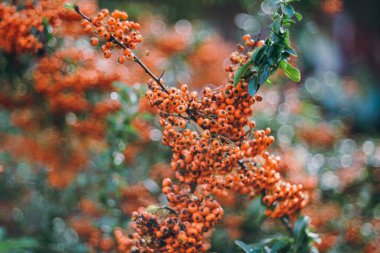 Bir Pyracantha çalısının seçici odak noktası