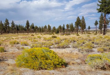 Mono Gölü yakınlarında ağaçlar ve sarı çiçekler