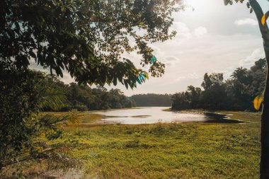 Panama Şehri yakınlarındaki Gamboa yağmur ormanlarında doğa fotoğrafı.