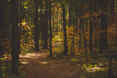 Kanada Ontario 'daki Bon Echo İl Parkı' nda sonbahar ağaçlarıyla çevrili bir patika.