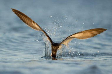 Bir Black Skimmer suyun üzerinde uçuyor, kafasını suya daldırıyor.