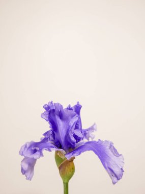 Arka planda pembe bir duvar olan güzel bir Alman irisinin dikey görüntüsü.