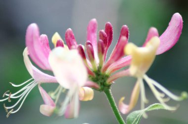 Güneşli bir tarlada bulanık bir arka planda güzel bir ahşap çiçeğin yakın çekimi.