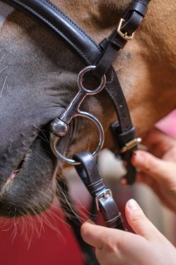 Bir atın tasmasını bağlayan kişinin dikey yakın çekimi.