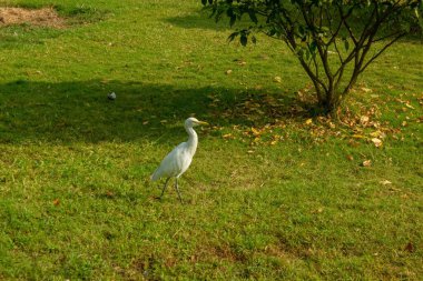 Güneşli bir havada parkta çimlerin üzerinde yürüyen büyük beyaz bir balıkçıl manzarası.