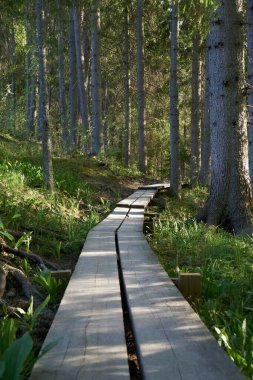 Ormandaki uzun bir patikanın dikey çekimi.