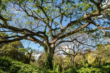 Ormanda uzun dalları olan uzun bir ağacın alçak açılı görüntüsü.