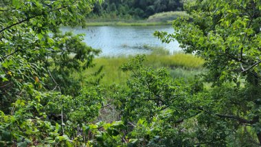 Tropikal doğa parkında yemyeşil bir göl manzarası.