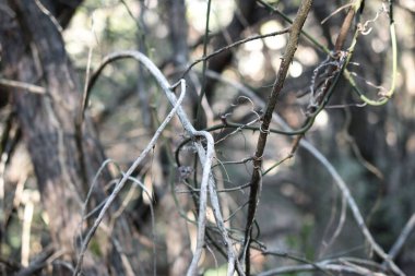 Yoğunlaşan ağaç dallarının görüntüsü