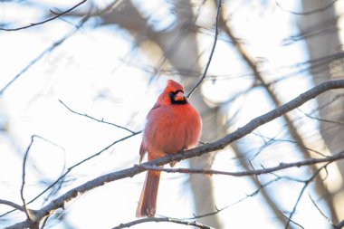 Çıplak bir ağaç dalına tünemiş bir erkek kardinal kuşun seçici odak noktası.