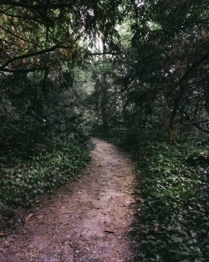 Ormanda yeşil karamsar okşar