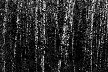 Kuzey Kaliforniya, ABD 'deki Redwood Ulusal ve State Park' taki sekoya ağaçlarının gri pulu.