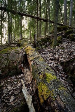 Yoğun ağaçlarla çevrili bir orman yolu.