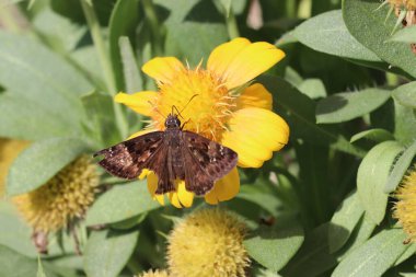 Sarı bir çiçekte Horace 's Duskywing' in (Erynnis Horatius) yakın çekimi.