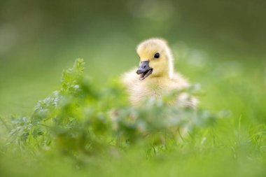 Bir Kanada Gosling 'i (çok genç bir Kanada Kaz' ı) bu şirin ve komik görüntüde kameradan uzak bir şeye ağzı açık bakarken görülüyor..