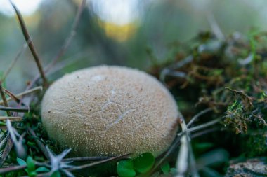 close-up of a fungus ,Scleroderma areolatum, on a pine branch soil