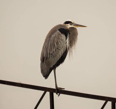 Bir gri balıkçıl (Ardea cinerea) metal bir korkuluğa tünemiştir.