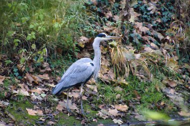Göl kenarında gri tüyleri olan balıkçıl kuşu.