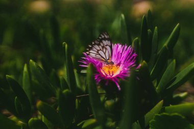 Pembe bir çiçekte oturan beyaz kelebeğin seçici yatay görüntüsü
