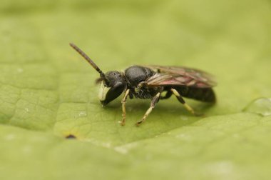 Hylaeus 'a yakın çekim Bitki yaprağına tünemiş arı kafası karışıyor