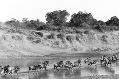 Kenya 'daki Maasai Mara Ulusal Rezervi' nde çalışan bir antilop sürüsü.