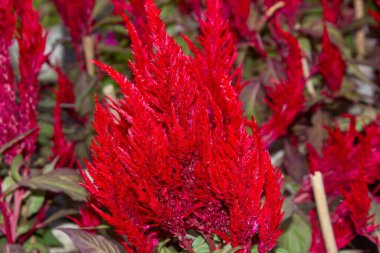 Yeşil yapraklı kırmızı Celosia 'ya yakın çekim