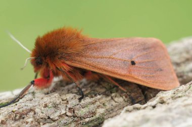 Yakut kaplan güvesinin makro görüntüsü (phragmatobia fuliginosa)