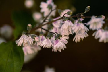 Koyu arkaplanda pembe Deutzia ningpoensis çiçeklerinin seçici odağı