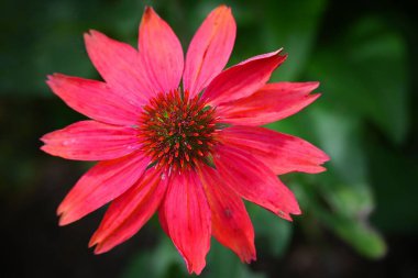 Yeşil çimenlerde yetişen pembe koni çiçeğinin (Echinacea) yakın çekimi