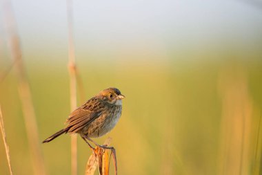 Bulanık arka planda küçük bir sahil serçesi (Ammodramus maritimus) dinleniyor