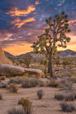 Joshua ağaçları (Yucca brevifolia) ve dikenli çalılarla birlikte bir çölün dikey gün batımı görüntüsü