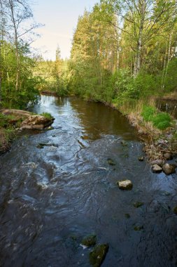 Bitkilerle çevrili kayalık bir nehrin dikey görüntüsü.