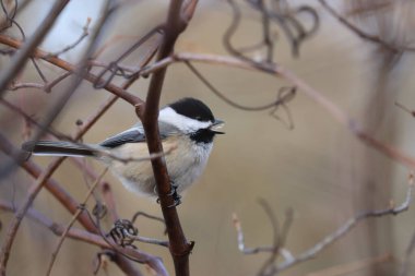 Carolina chickadee 'nin (Poecile carolinensis) bir dala tünemiş seçici bir odak çekimi